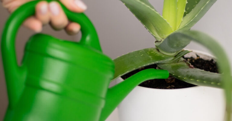 How To Water Aloe Vera Plants For Strong Growth In New Mexico