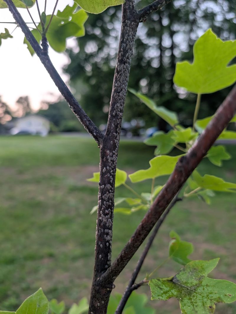 How Tuliptree Scale Gradually Weakens The Tree