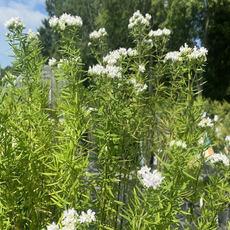 How Virginia Mountain Mint Helps Along Sunny Borders How Virginia Mountain Mint Helps Along Sunny Borders