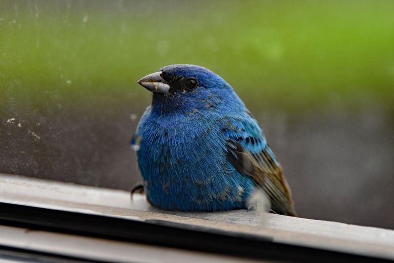 How Window Strikes Happen To Backyard Birds