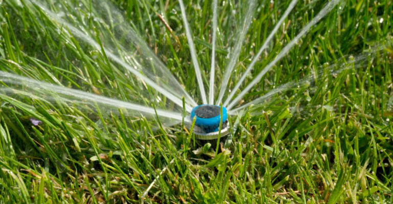 How Wyoming Homeowners Can Protect Their Yards During Record-Breaking Heat