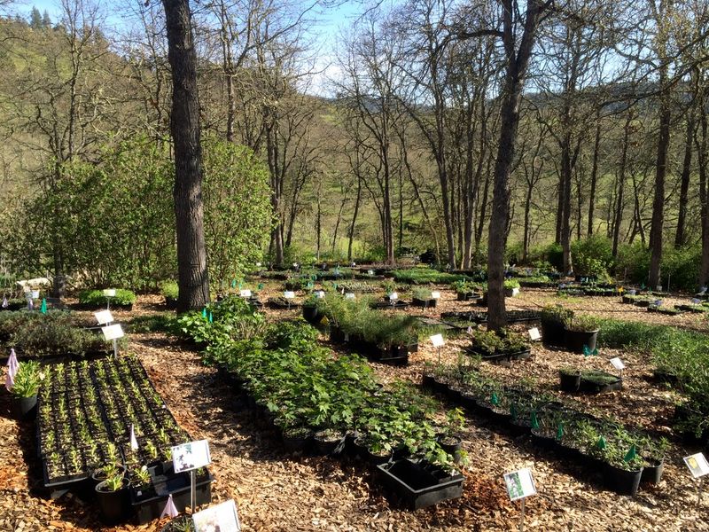 Humble Roots Is A Gorge Native-Plant Destination Humble Roots Is A Gorge Native-Plant Destination