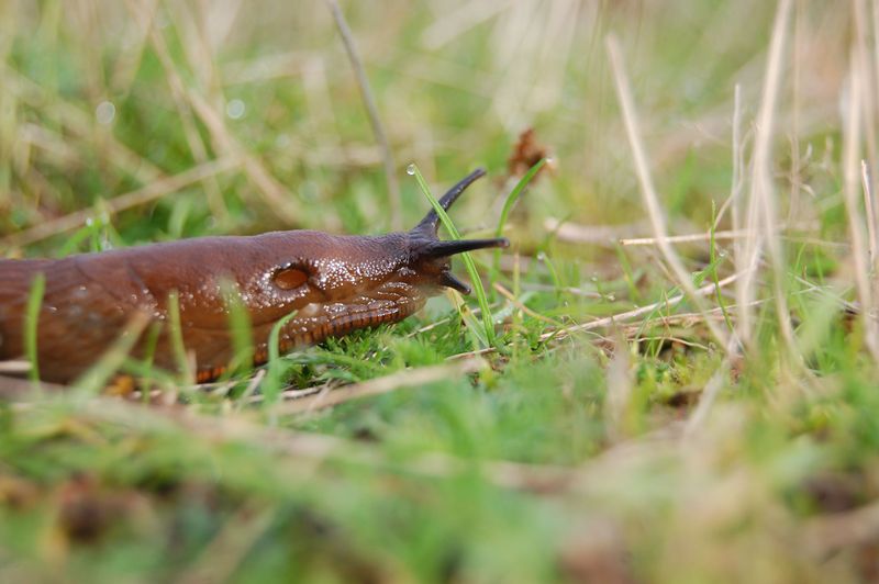 Humid Air Invites Slugs And Mildew