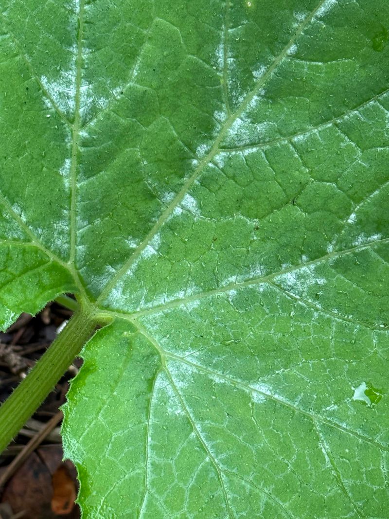 Humid Days With Cool Nights Trigger Fungal Spores Humid Days With Cool Nights Trigger Fungal Spores