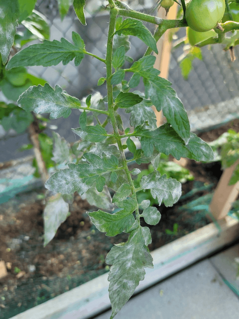 Humid Nights Keep Leaves Wet Too Long