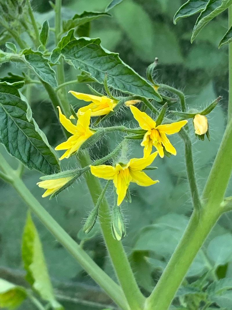 Humid Still Air Is Interfering With Flower Pollination Humid Still Air Is Interfering With Flower Pollination