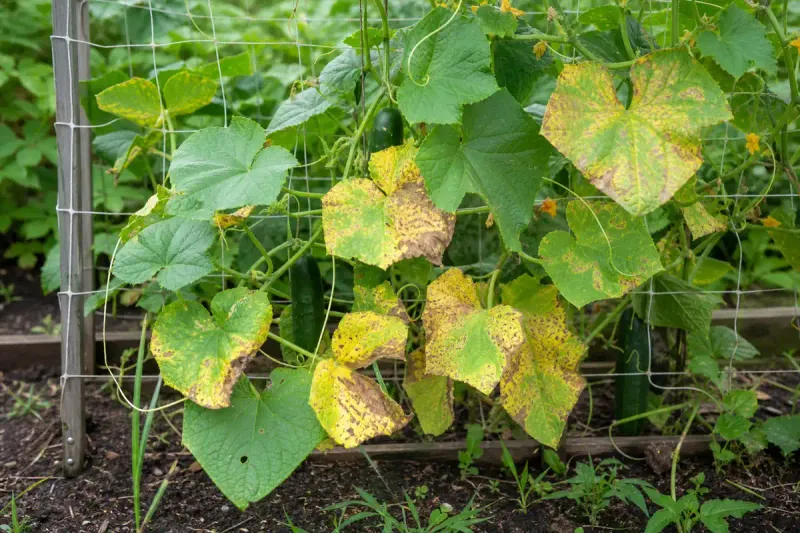 Humid Weather Can Increase Disease Pressure Humid Weather Can Increase Disease Pressure