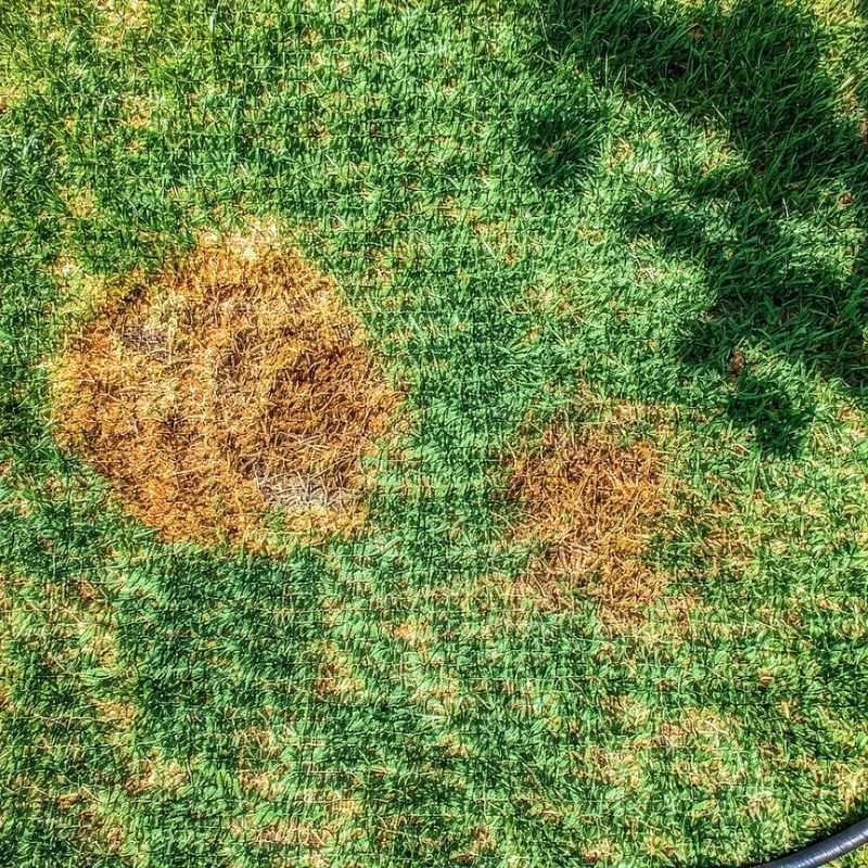 Humid Weather Encourages Leaf Diseases Humid Weather Encourages Leaf Diseases