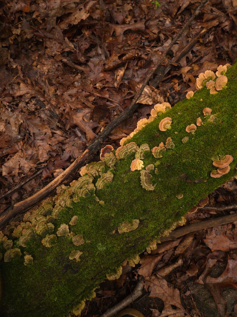 Humidity Invites Fungal Problems Along The Shore Humidity Invites Fungal Problems Along The Shore