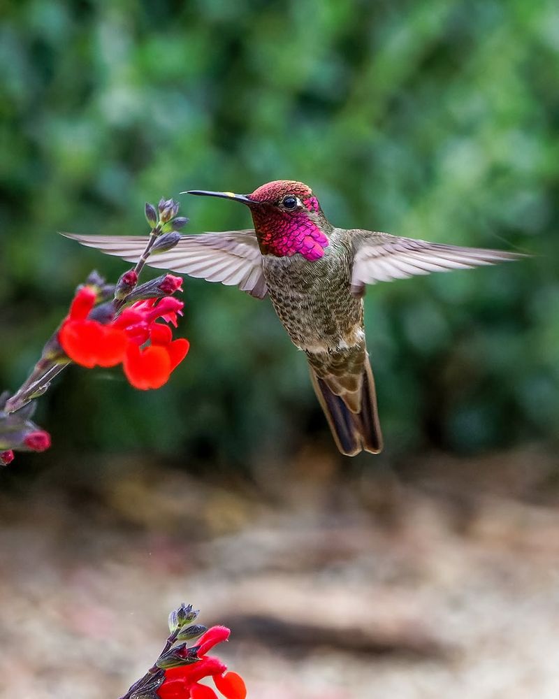 Hummingbird Habitat Still Needs More Than One Plant