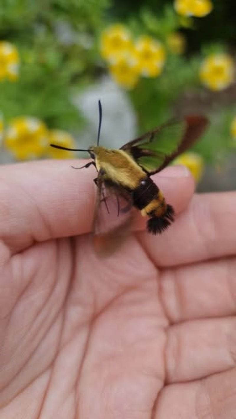 Hummingbird Moths Join The Show