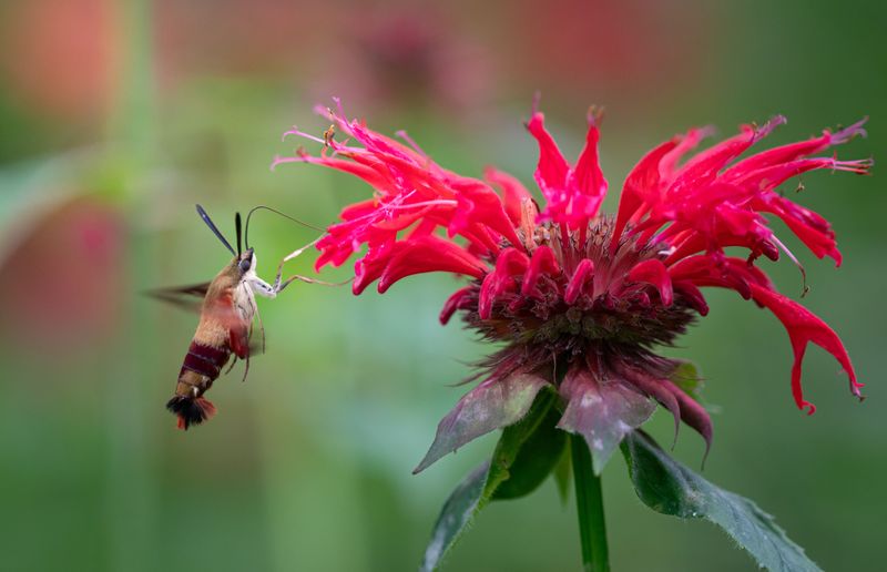 Hummingbird Moths Signal A Healthy Pollinator Garden