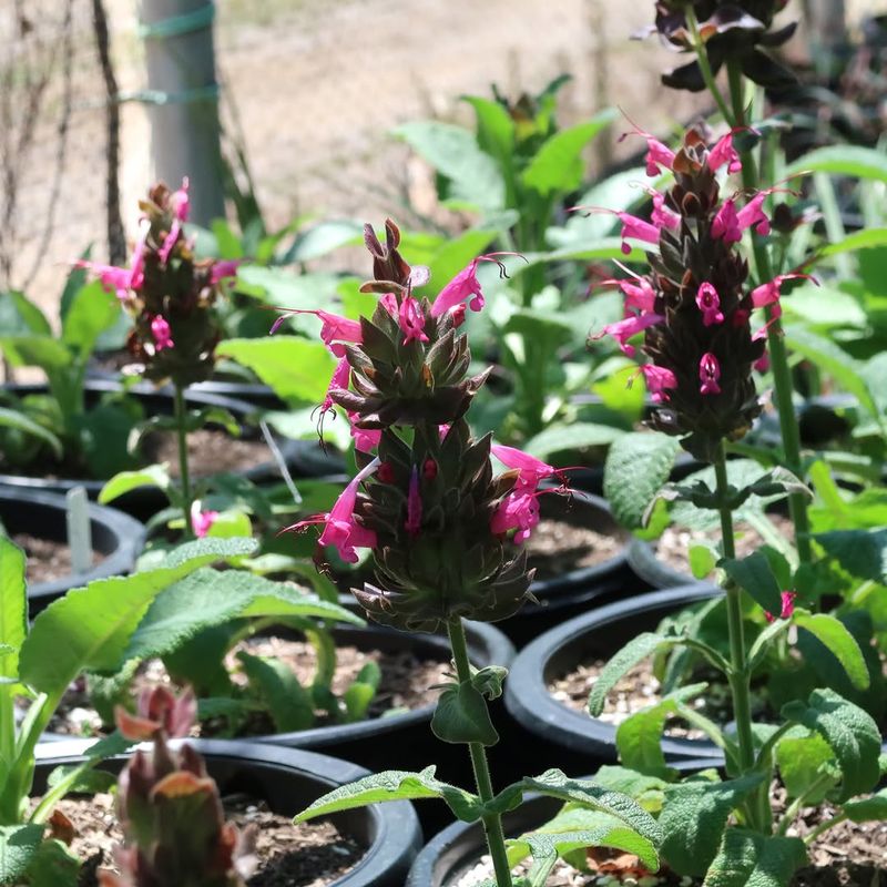 Hummingbird Sage Welcomes Color Into Partly Shaded Entrances