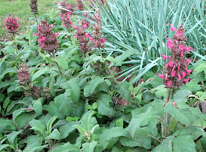 Hummingbird Sage