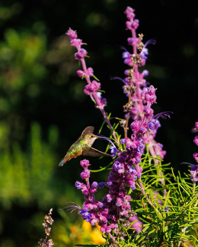 Hummingbirds And Bees Find It Fast Hummingbirds And Bees Find It Fast