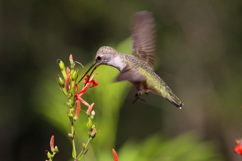 Hummingbirds And Butterflies Find The Flowers Irresistible