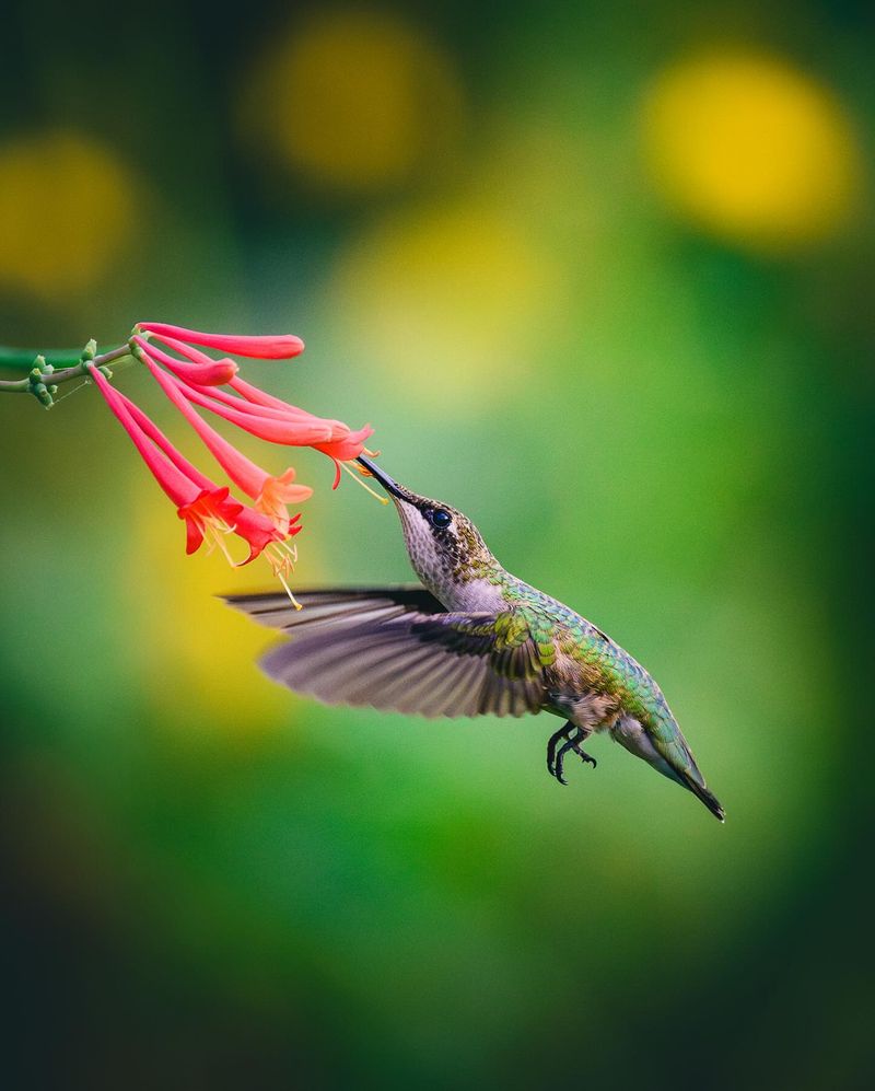 Hummingbirds, Bees And Butterflies Visit The Blooms