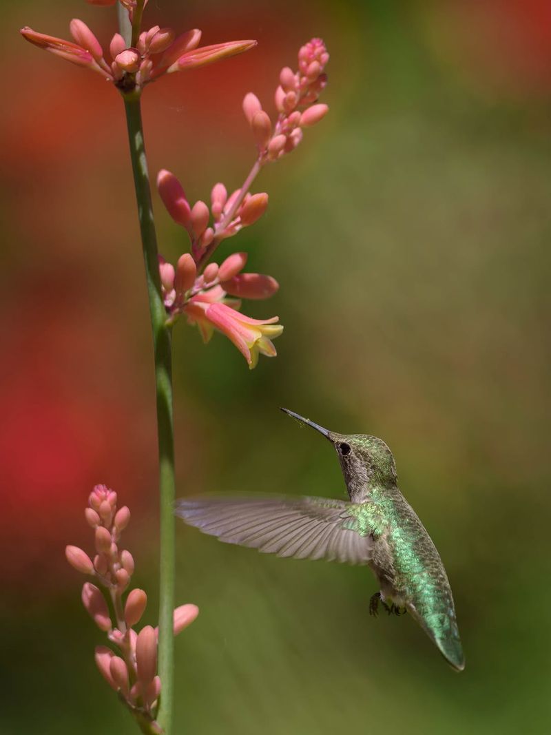 Hummingbirds Visit The Blooms Throughout The Blooming Season