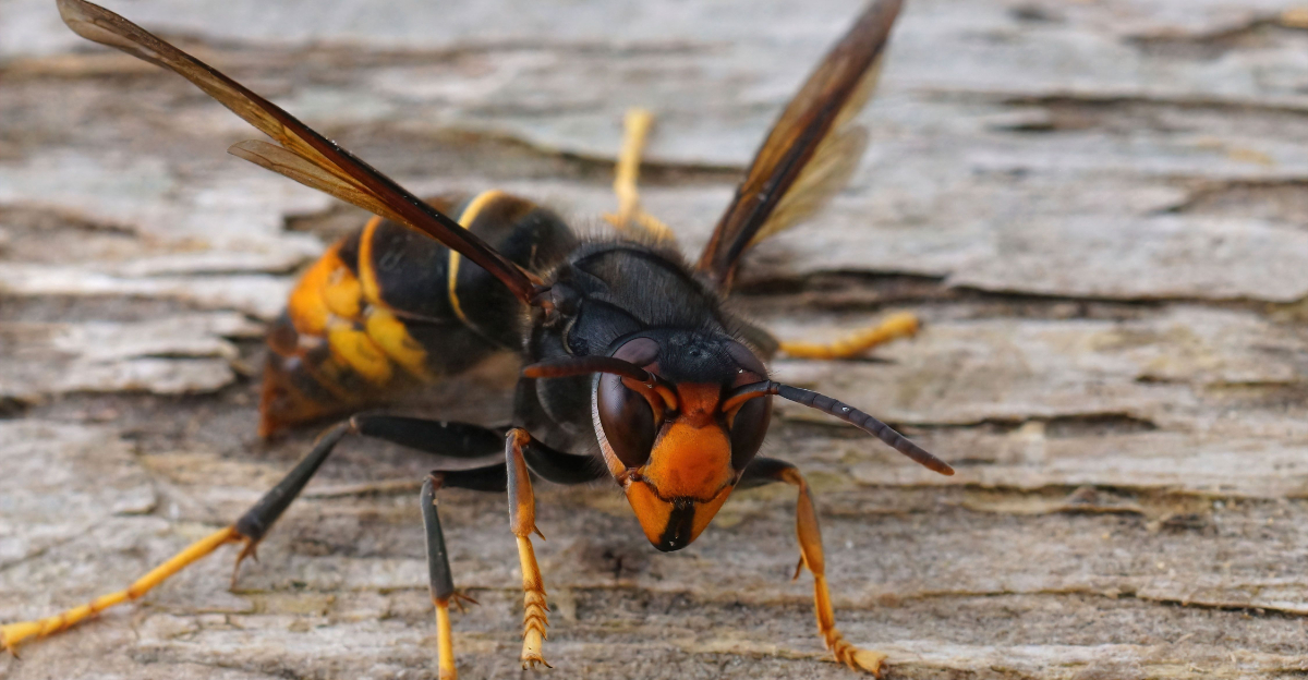 Yellow Hornets (featured image)