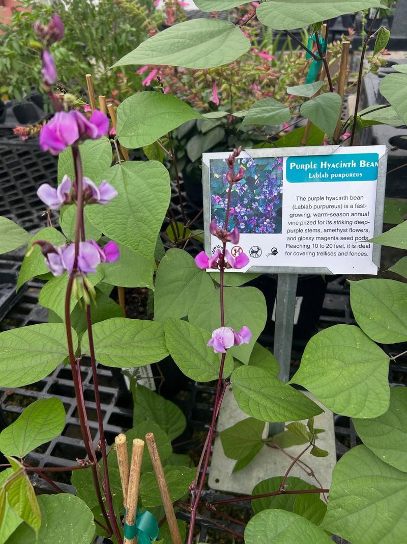 Hyacinth Bean Vine Hyacinth Bean Vine