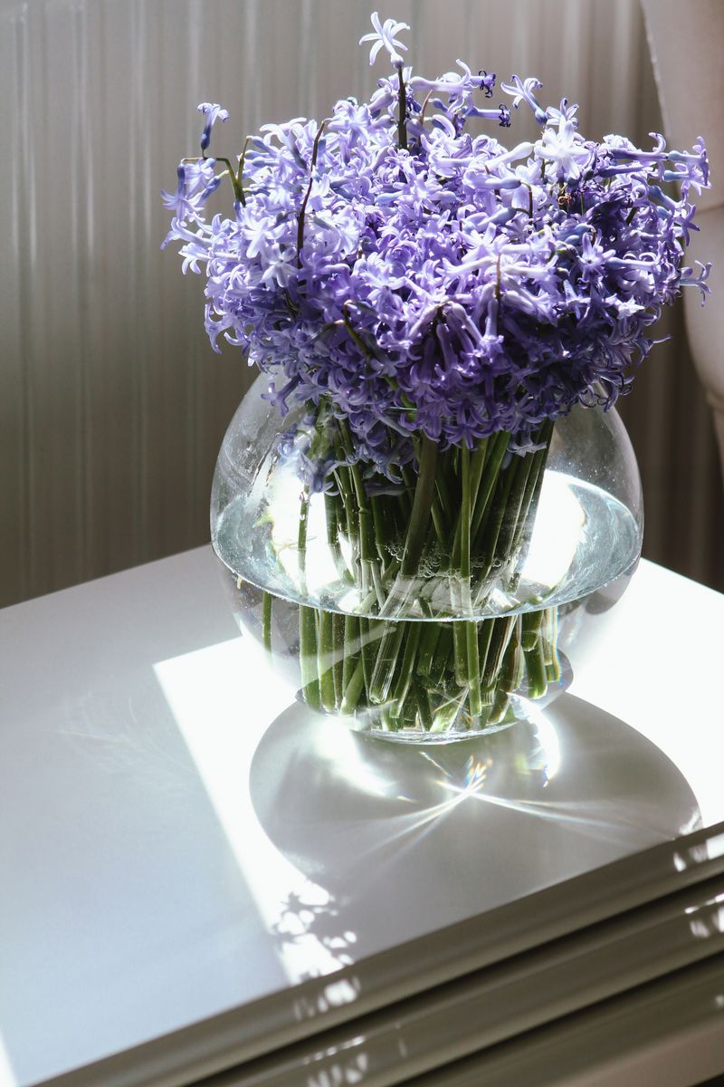Hyacinths Hyacinths