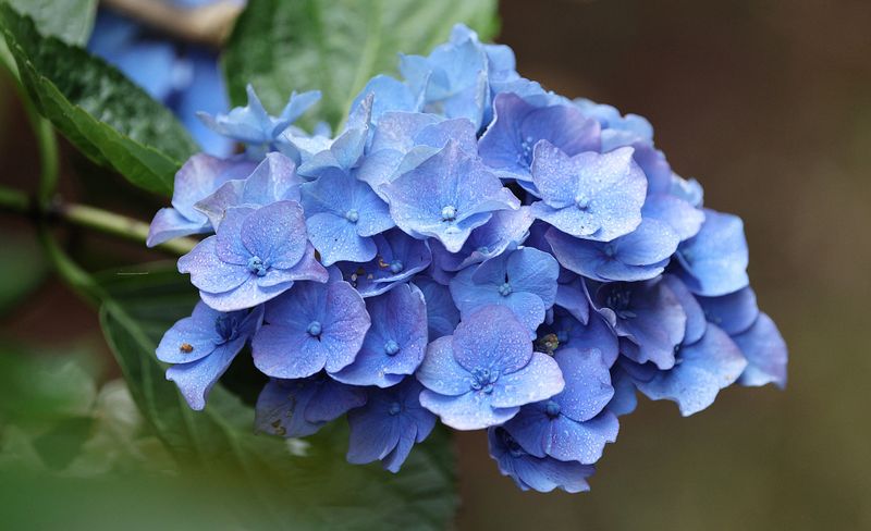 Hydrangea Hydrangea