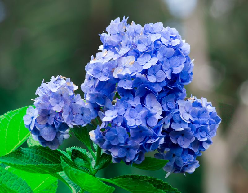 Hydrangea Macrophylla Risks Losing Blooms