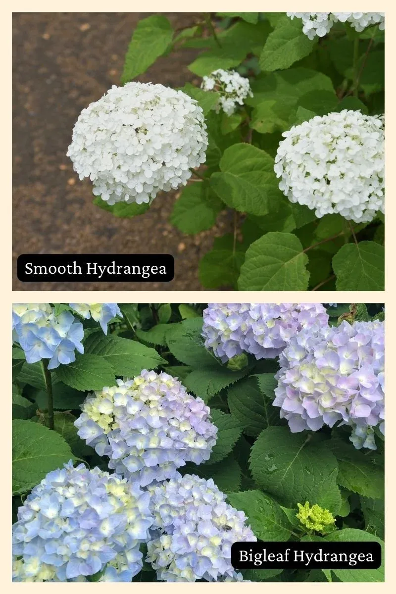 Hydrangea Species Handle Heat Differently Hydrangea Species Handle Heat Differently