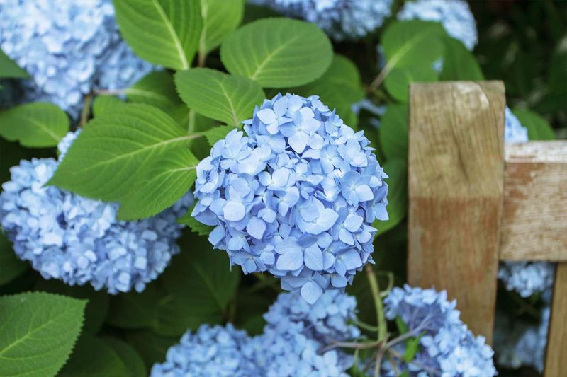 Hydrangea Type Matters Most
