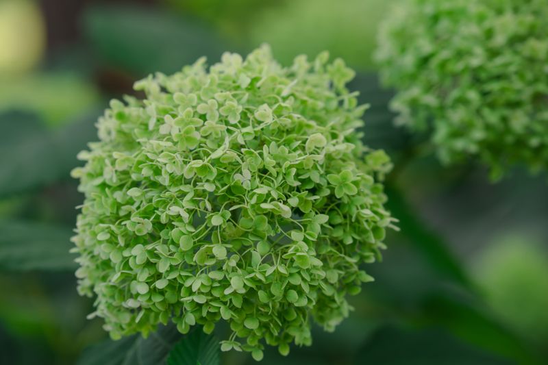 Hydrangea Variety Bred To Stay Green