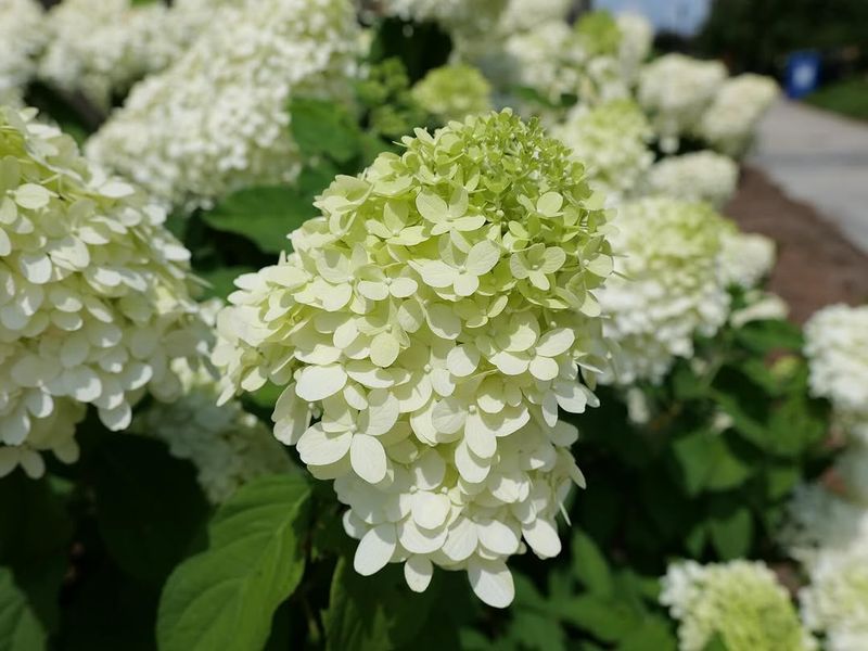 Hydrangea Hydrangea
