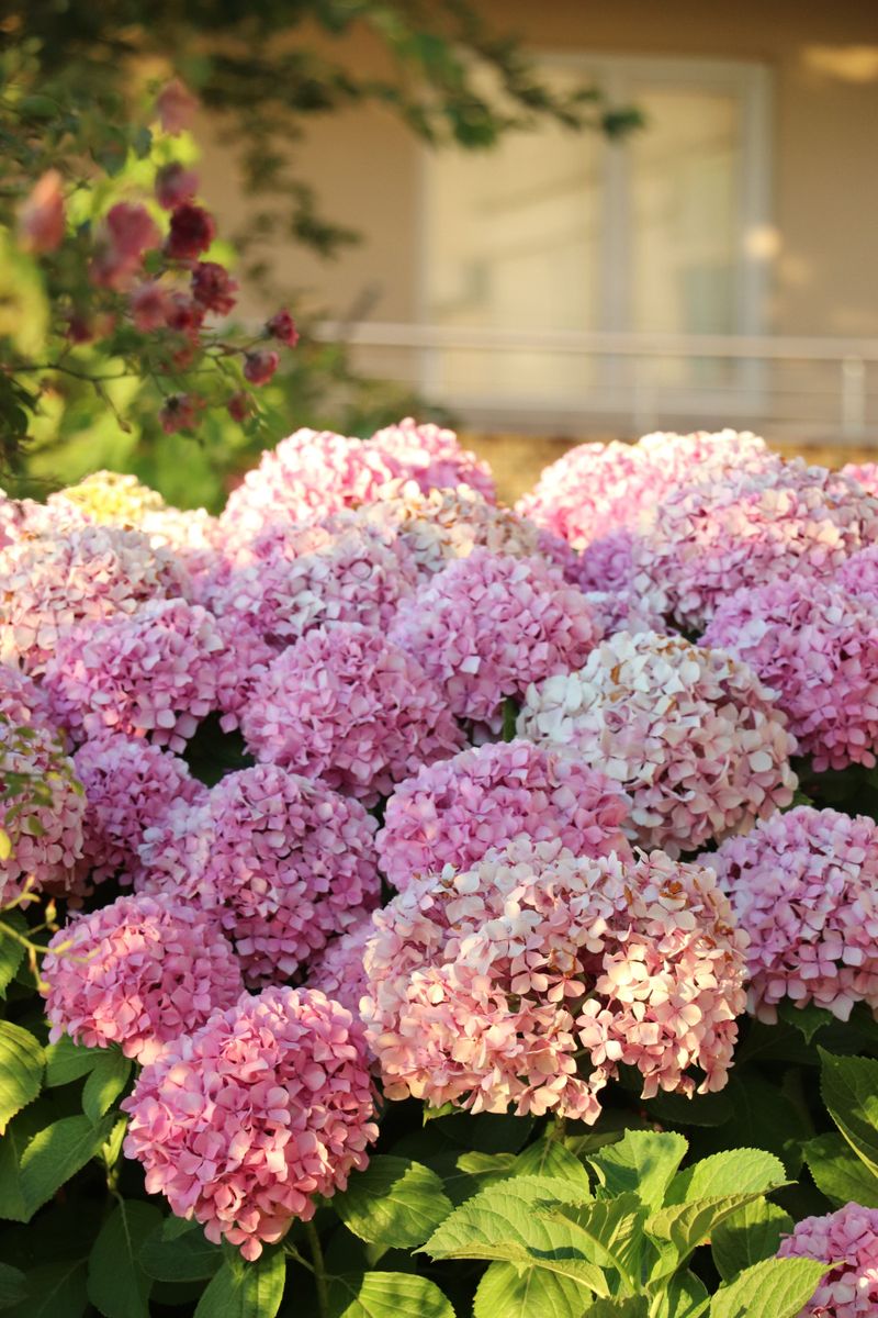 Hydrangeas
