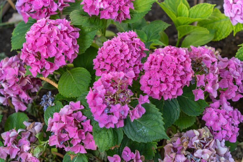 Hydrangeas And The Sudden Summer Heat Problem