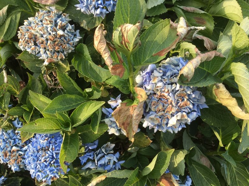 Hydrangeas: Big Leaves, Big Thirst