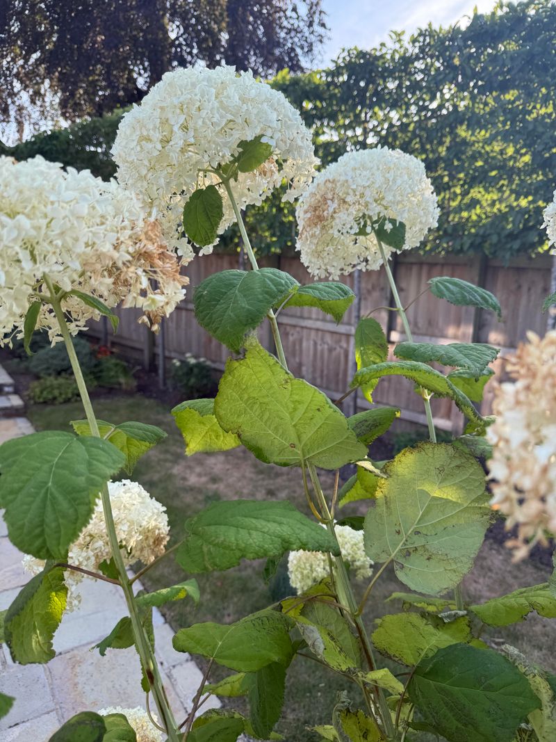 Hydrangeas Have Shallow, Moisture-Hungry Roots Hydrangeas Have Shallow, Moisture-Hungry Roots