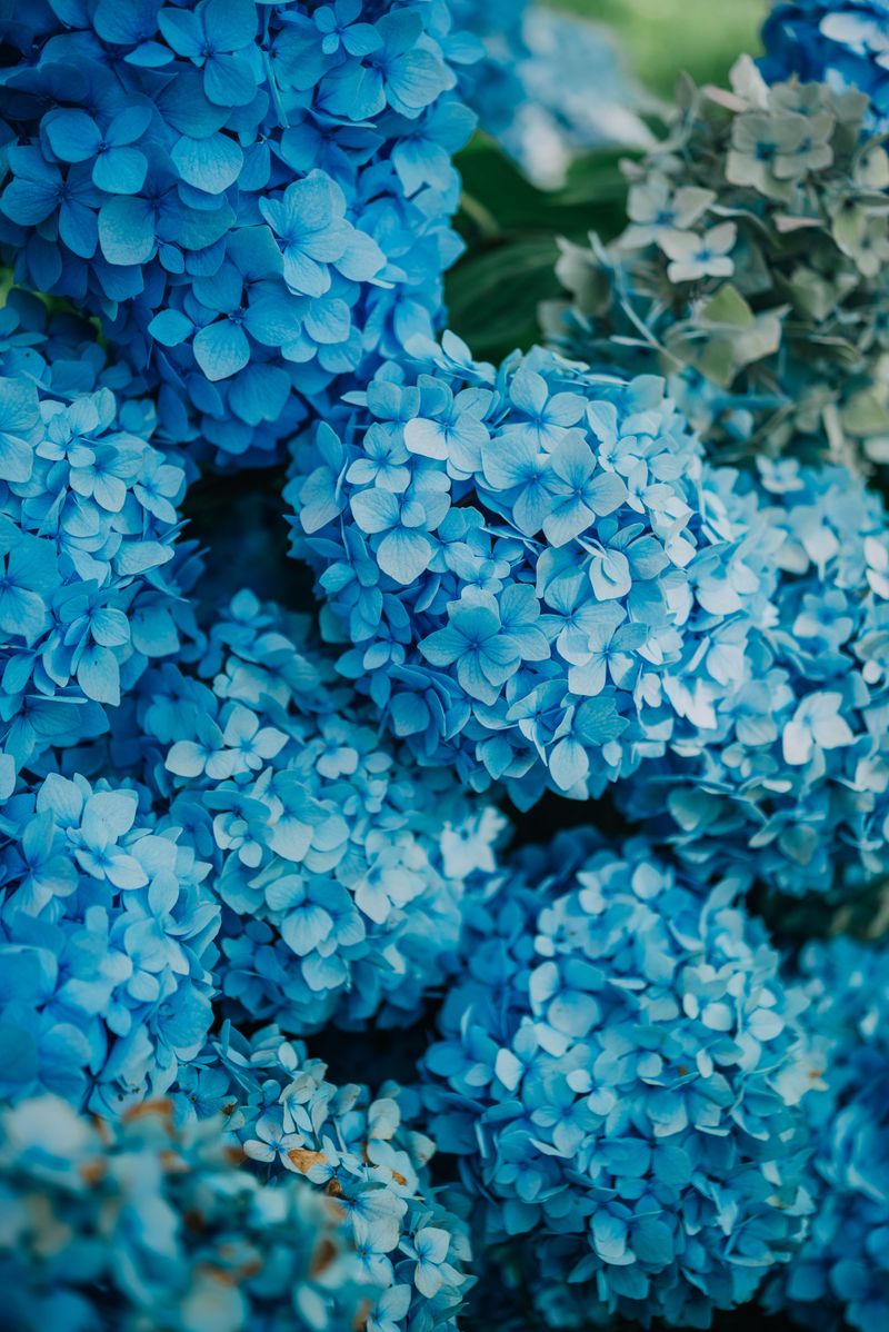 Hydrangeas