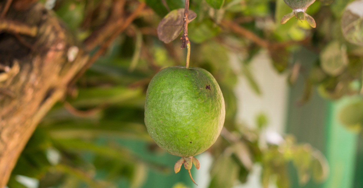 pineapple guava