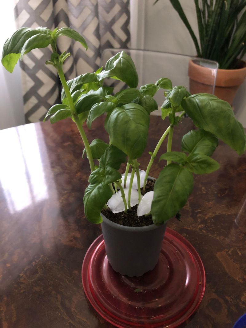 Ice Cubes And Slow-Drip Methods Prevent Overwatering