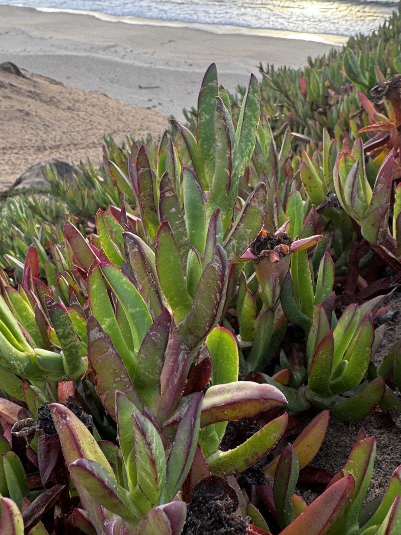 Iceplant Is No Longer A Safe Slope Fix