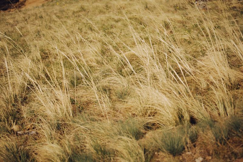 Idaho Fescue Idaho Fescue