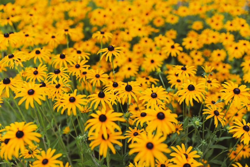 Ideal Growing Conditions For Healthy Blooms Ideal Growing Conditions For Healthy Blooms