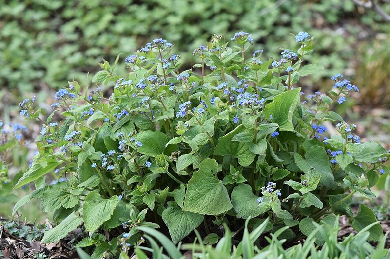 Ideal Growing Conditions In New Jersey's Climate