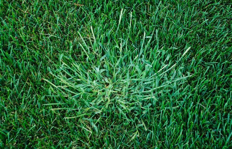 Identify Crabgrass Before Treating The Wrong Weed Identify Crabgrass Before Treating The Wrong Weed