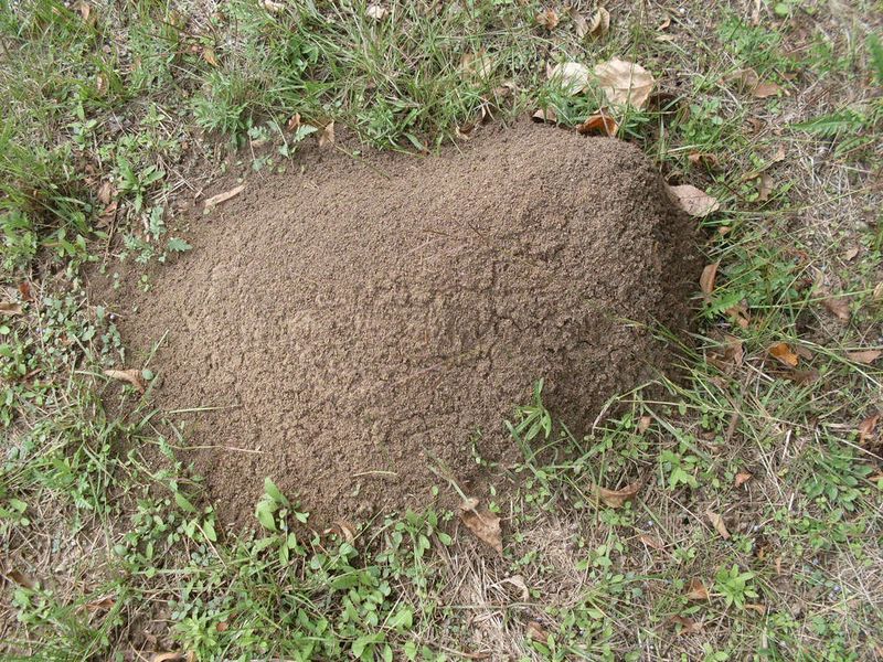 Identify Fire Ants Before Treating A Bed Identify Fire Ants Before Treating A Bed