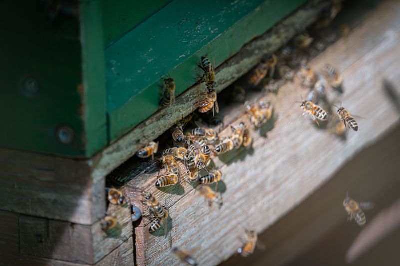 Identify If It Is A Swarm Or An Established Hive Identify If It Is A Swarm Or An Established Hive