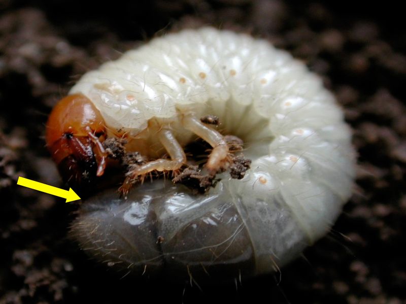 Identify The Grub Before Choosing A Product