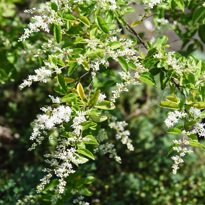 Identify The Privet Before You Replace It