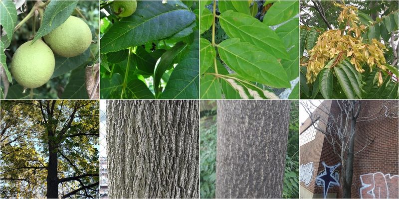 Identify The Tree Before You Remove It