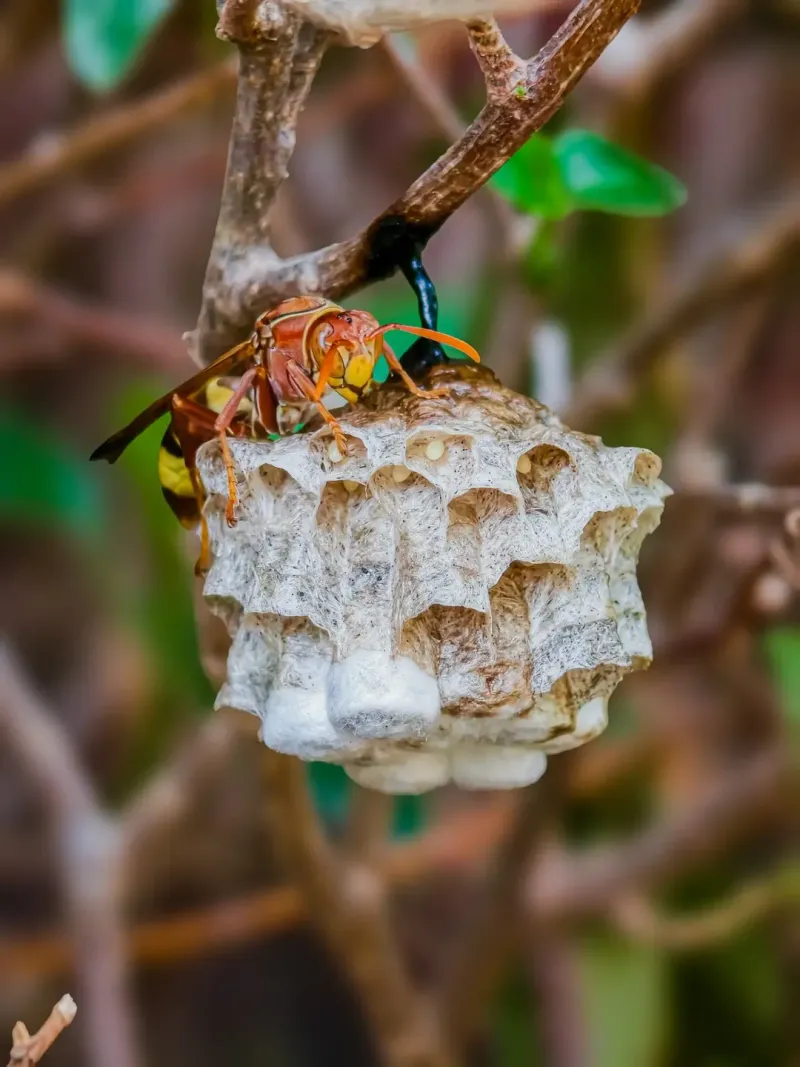 Identify The Wasp First Identify The Wasp First