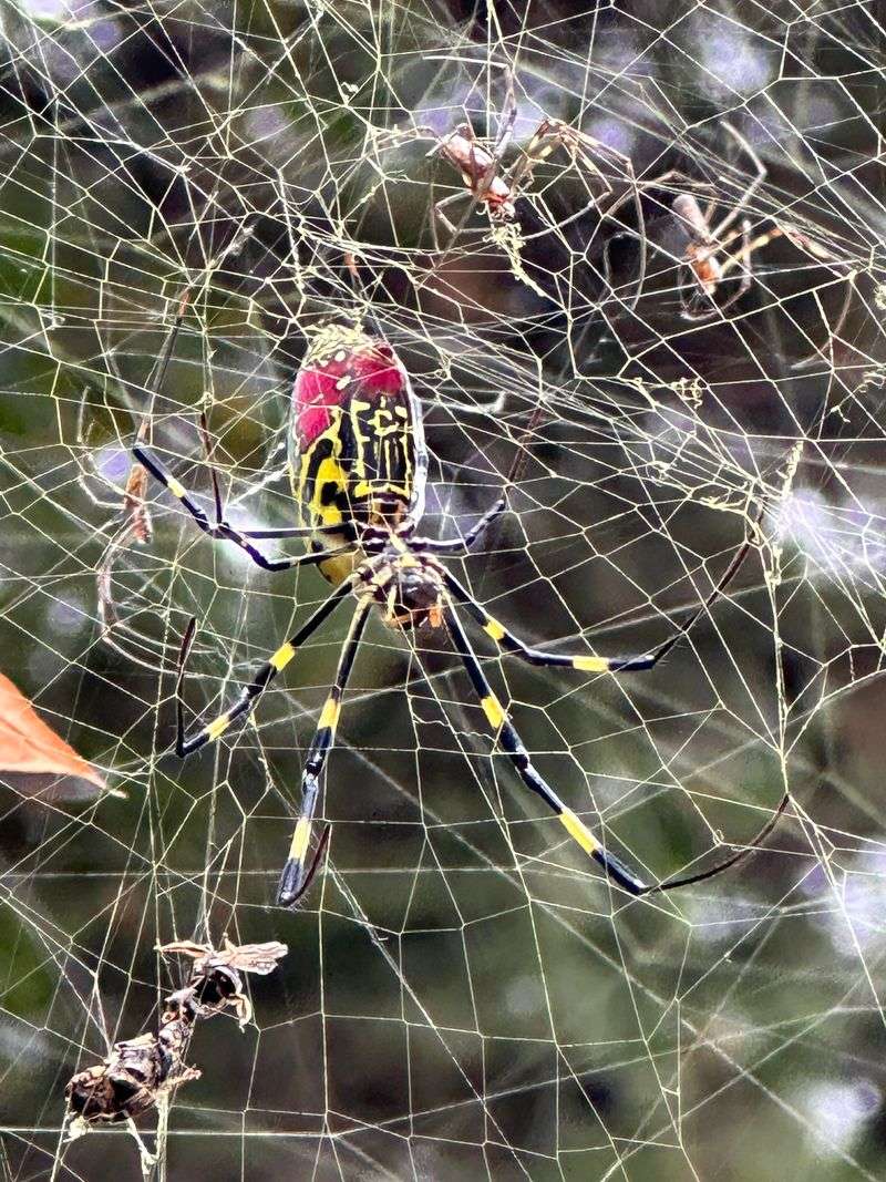 Identify Whether The Web Belongs To A Joro Spider Identify Whether The Web Belongs To A Joro Spider